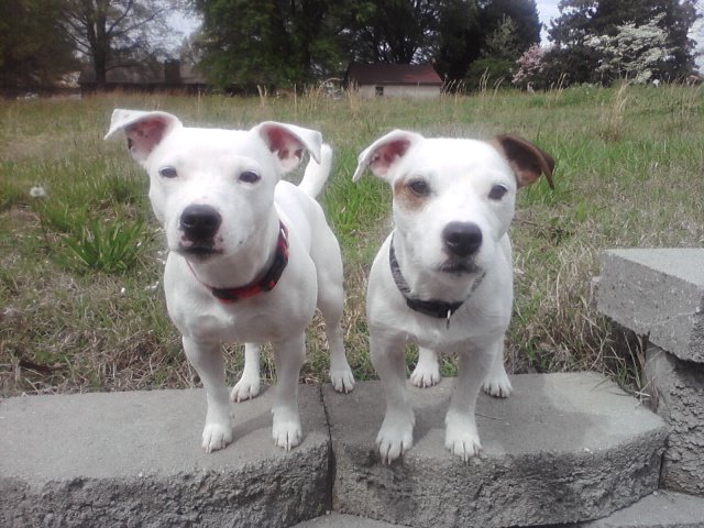 Einstein and his brother together