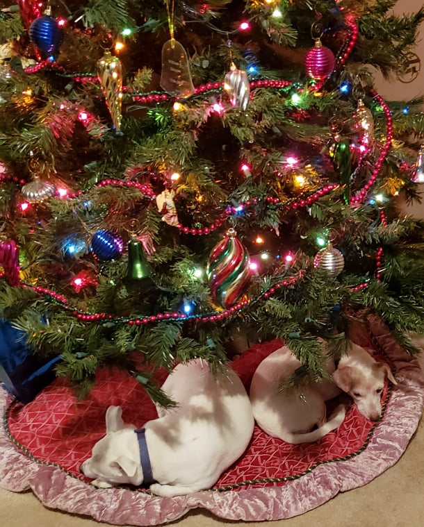 Image of Rayden and Leesi under the tree