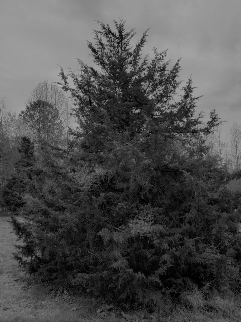 Image of the main pine tree near the house