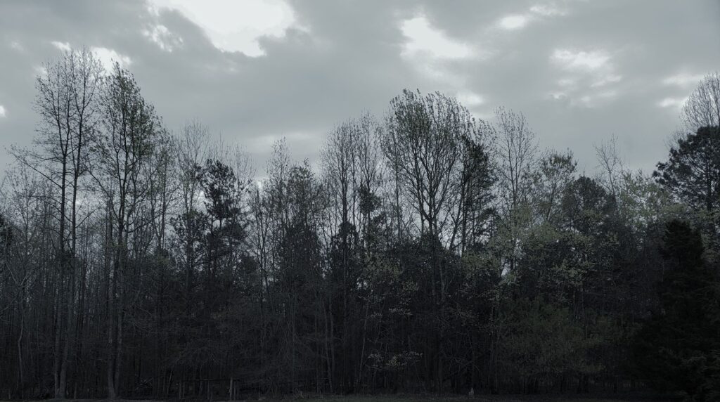 Image of the skyline along the pines