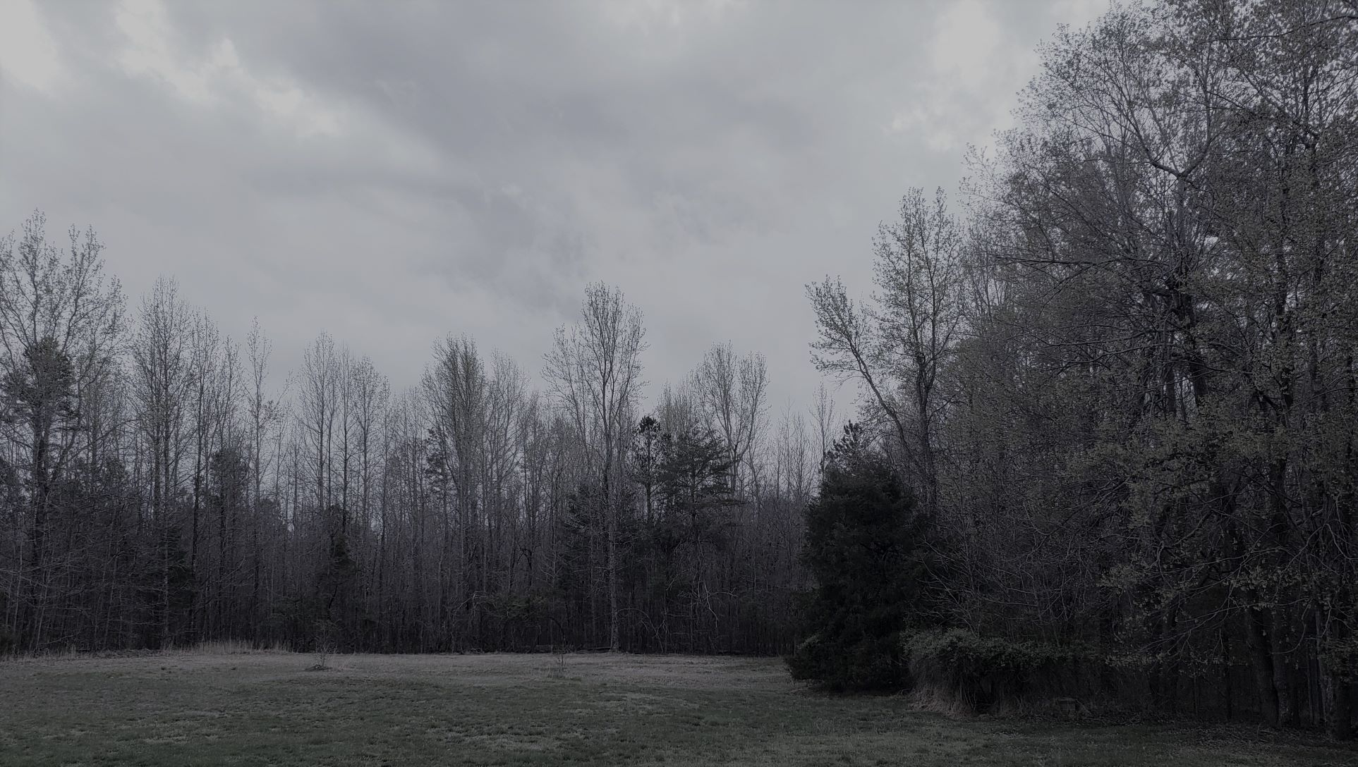 Image of the pine trees in the yard