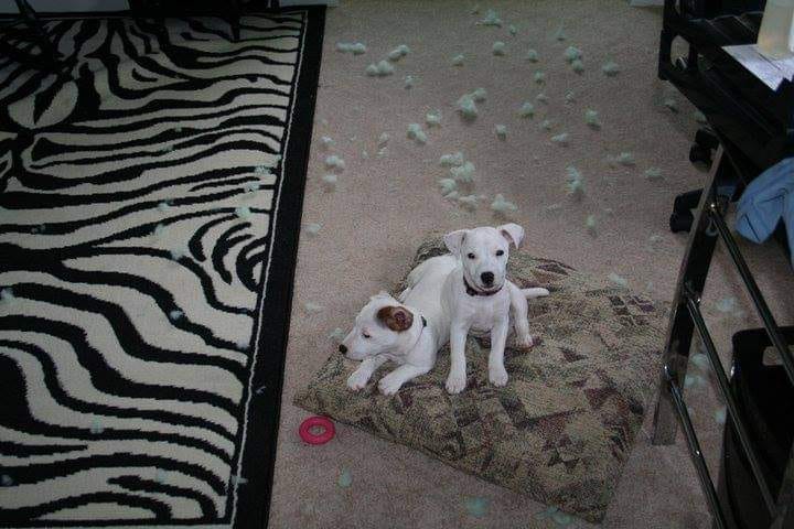 Image of the boys as puppies on a pillow they ripped all the stuffing out of