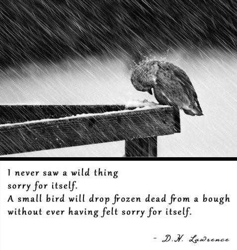 D.H. Lawrence Poem: I never saw a wild thing sorry for itself. A small bird will drop frozen dead from a bough without ever having felt sorry for itself.