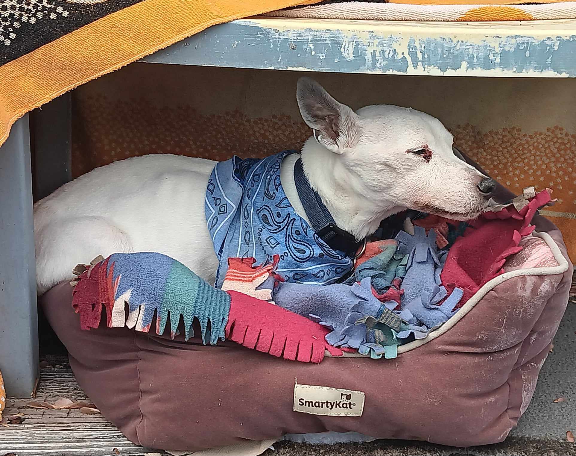 Lord Rayden sitting in a cat bed outside in his final days