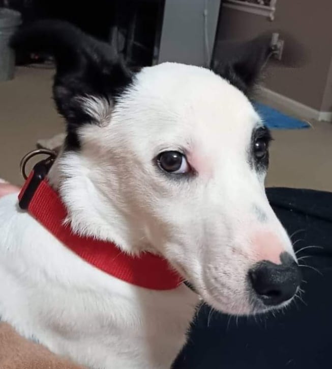 Image of my adorable smooth coat Border Collie named Medjay