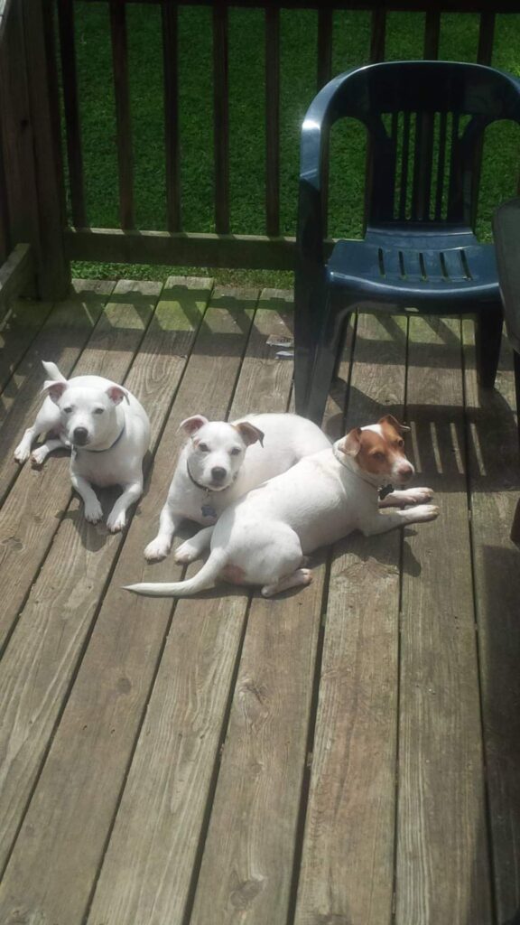 The Three Sophisticated Pair guard dogs: Lord Rayden, Einstein, and Khaleesi